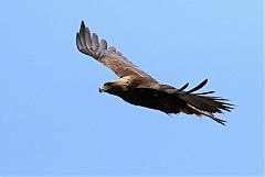 Golden Eagle